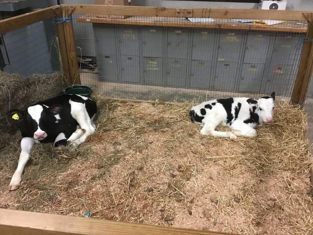 Name the Calves Contest!
